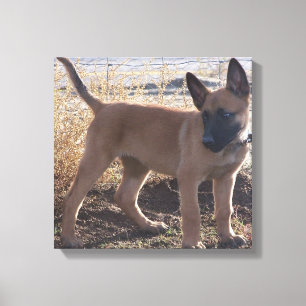 Impressão Em Tela Cheio Belga_Malinois_Puppy