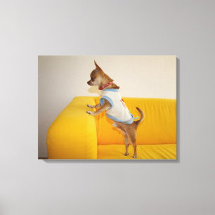 Impressão Em Tela Chihuahua Puppy Com Sofá Amarelo