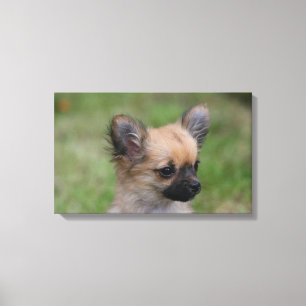 Impressão Em Tela Chihuahua Puppy de longa distância olhando para a