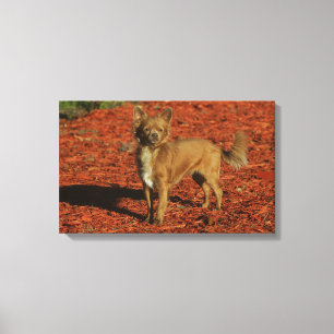 Impressão Em Tela Chihuahua que olha a câmera