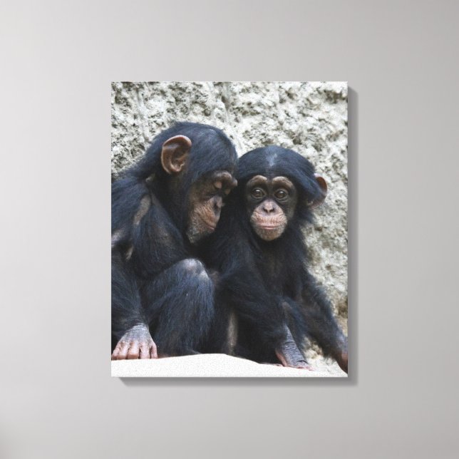 Impressão Em Tela Chimpanzé 002 (Frente)