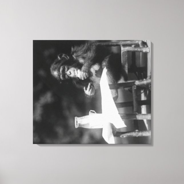 Impressão Em Tela Chimpanzé sentado na Mesa no Zoológico Nacional (Frente)