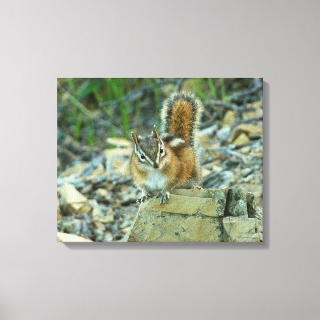 Impressão Em Tela Chipmunk no Parque Nacional Glacier (Frente)