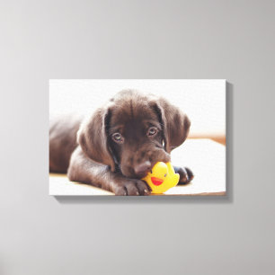 Impressão Em Tela Chocolate Labrador Com Pato De Brinquedo