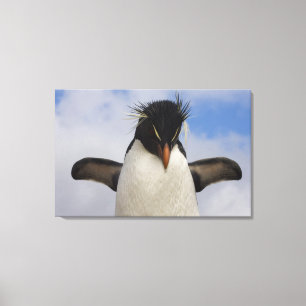 Impressão Em Tela Chrysocome do Eudyptes do pinguim de Rockhopper