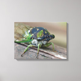 Impressão Em Tela Cicada