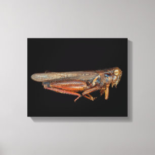 Impressão Em Tela Ciência - Entomologia - O espécime