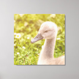 Impressão Em Tela Cignet do Cisne Mudo