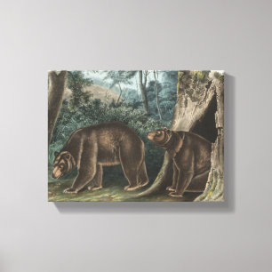 Impressão Em Tela Cinnamon Bear Audubon