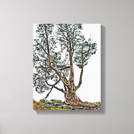 Impressão Em Tela Cipress solitário