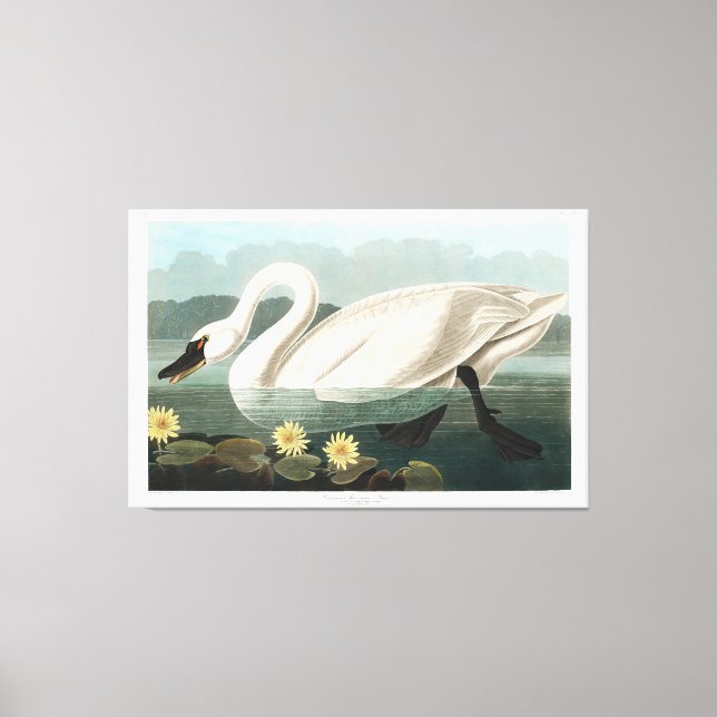 Impressão Em Tela cisne (Frente)