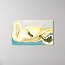 Cisne Trombeteiro por John James Audubon, Ave Vint