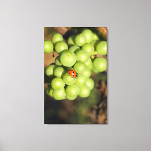 Impressão Em Tela Close-up de joaninha em uvas verdes Pinot Noir