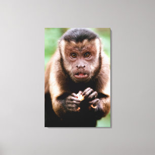 Impressão Em Tela Close-up de um macaco caiarara