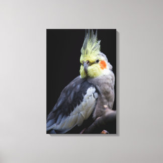 Impressão Em Tela Cockatiel em Tela Envelopada