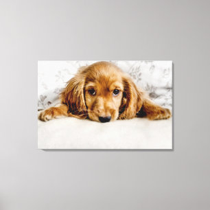 Impressão Em Tela Cocker spaniel bonito