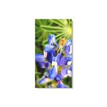Coleção de flora da primavera da natureza mesmeriz