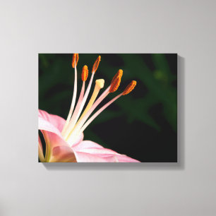 Impressão Em Tela Colheita de Lily Asiática Rosa