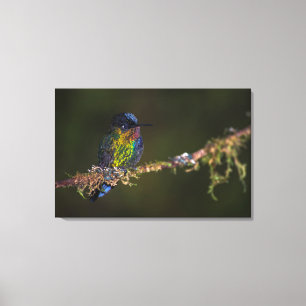 Impressão Em Tela Colibri