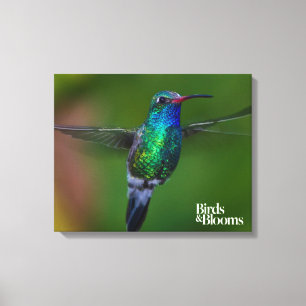 Impressão Em Tela Colibri de flutuação