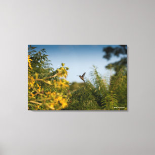 Impressão Em Tela Colibri em vôo