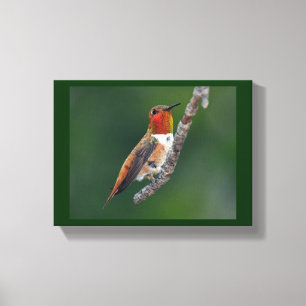 Impressão Em Tela Colibri Rufous