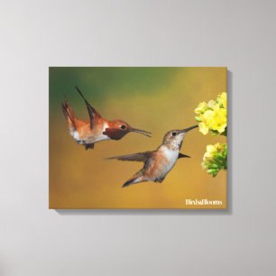 Impressão Em Tela Colibri Rufous de flutuação