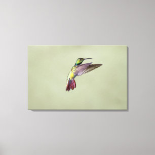 Impressão Em Tela Colibri Verde-breasted Anthracocorax 2 da manga