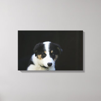 Impressão Em Tela Collie Puppy, 12 Semanas
