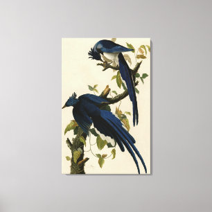 Impressão Em Tela Columbia Jay das Aves da América de Audubon