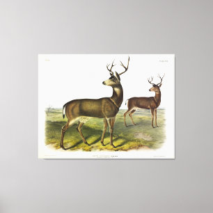 Impressão Em Tela Columbian Black-tail Deer, Blacktail, por Audubon