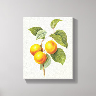 Impressão Em Tela Comida Antiga Fruta, Damasco Pêssego por Redoute
