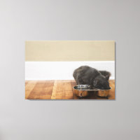 Comida de gato por tigela