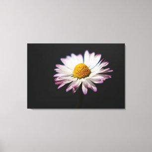 Impressão Em Tela Common Daisy 36x24 (90x60cm) waccn