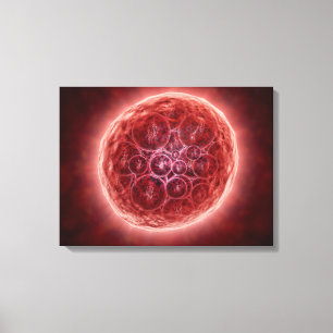 Impressão Em Tela Conjunto de blastômero que formam um Morula