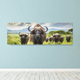 Impressão em Tela Cool Buffalo!