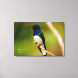 Impressão Em Tela Cor da Contemplação