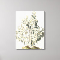 Coral de Aquarela Antiquada