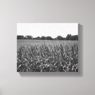 Impressão Em Tela Cornstalks Pretos e Brancos num Campo Rural 8x10
