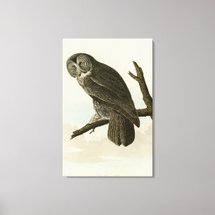 Impressão Em Tela Coruja Cinereosa excelente das Aves de Audubon da