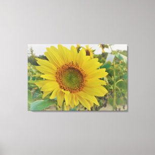 Impressão Em Tela Country Sunflower