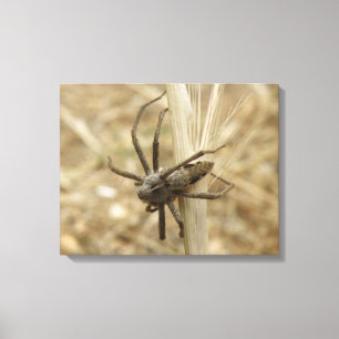 Impressão Em Tela Creepy Crawly Spider Print
