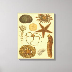 Impressão Em Tela Criaturas do Mar Subaquático