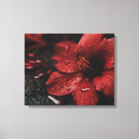 Crimson Resilience: Hibiscus in the Rain