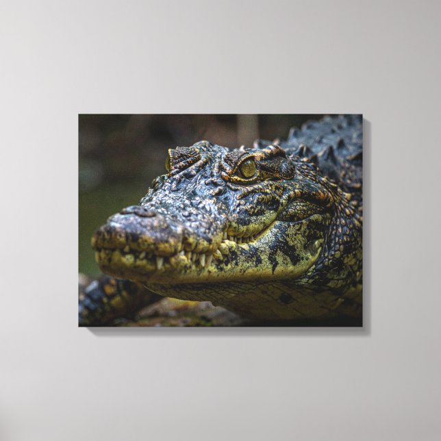 Impressão Em Tela Crocodilo (Frente)