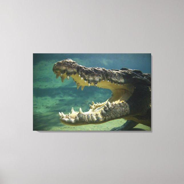 Impressão Em Tela Crocodilos de boca aberta (Frente)