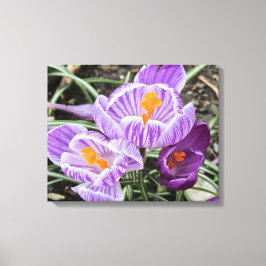 Impressão Em Tela Crocos Primavera roxos.