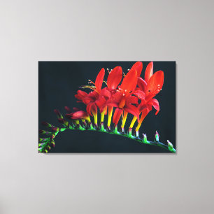 Impressão Em Tela Crocosomia Lucifer Montbretia Floral