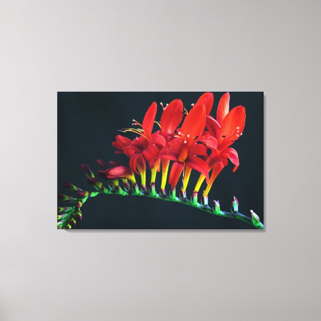 Impressão Em Tela Crocosomia Lucifer Montbretia Floral (Frente)