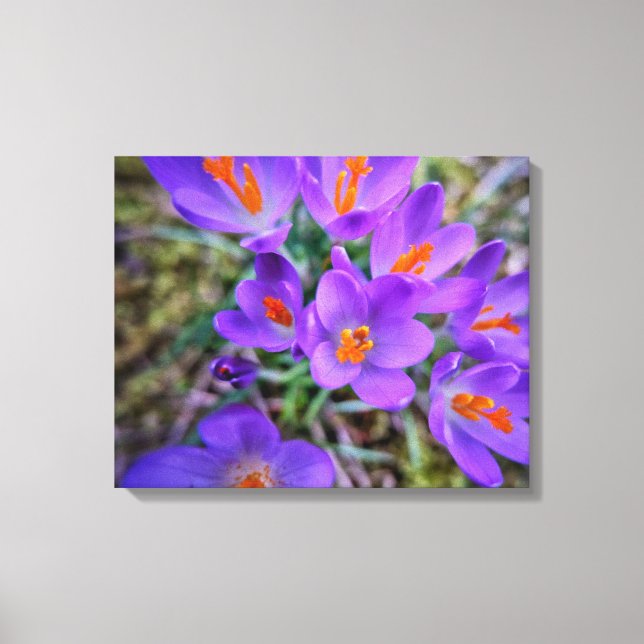 Impressão Em Tela Crocus Fine Art (Frente)